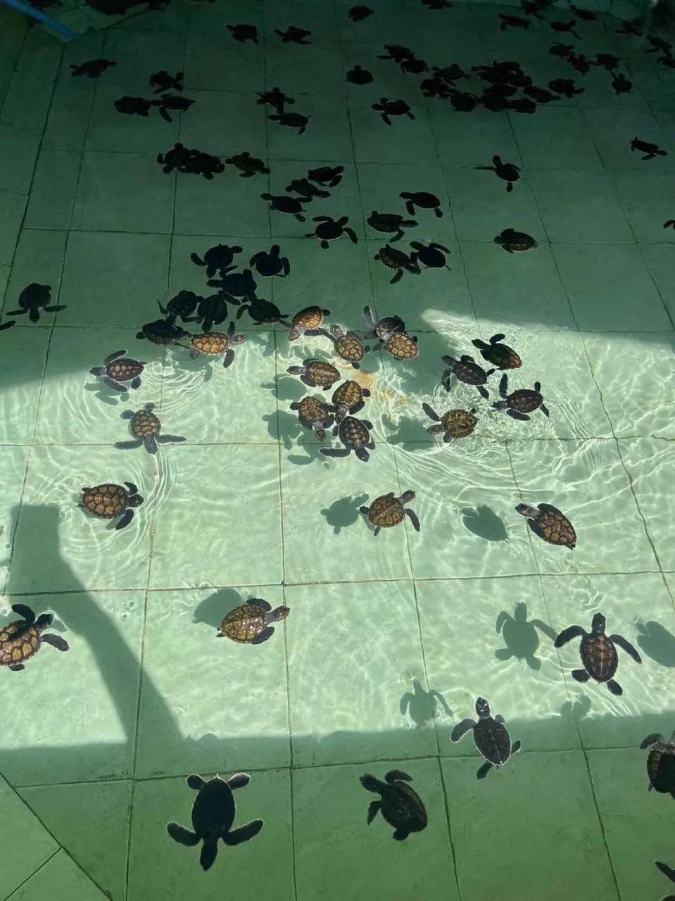 Baby sea turtles swimming in the hatchery pool