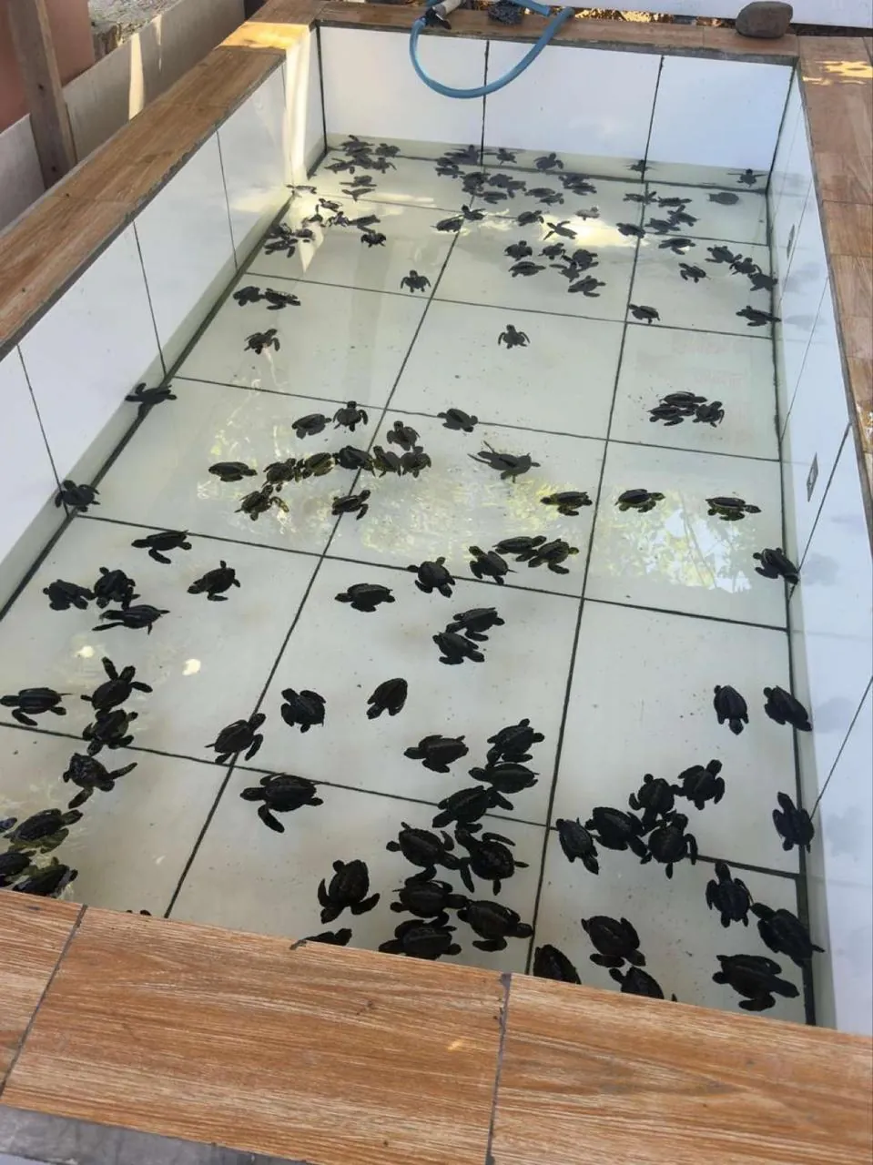 Hundreds of baby sea turtles in a conservation hatchery pool in the Gili Islands