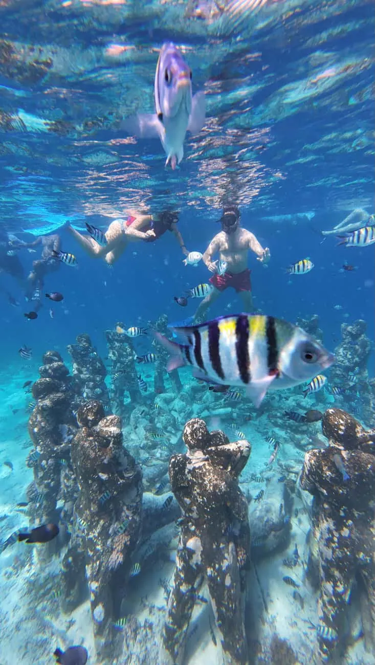 Sergeant major fish swimming over the underwater statues of Gili Meno