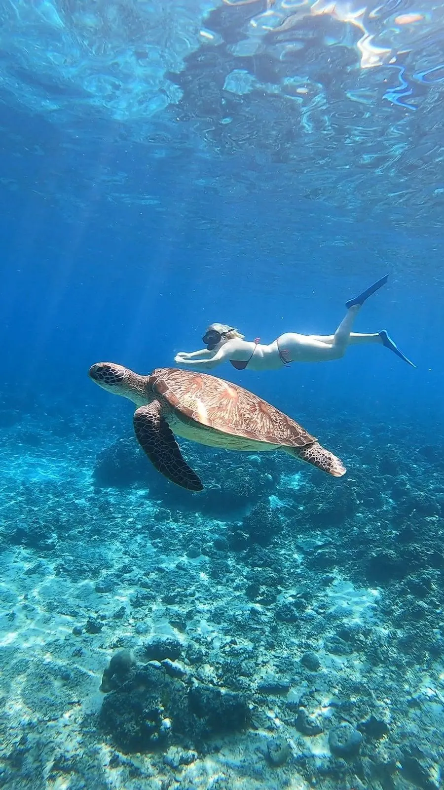 A green sea turtle gliding over the reef next to a snorkeler