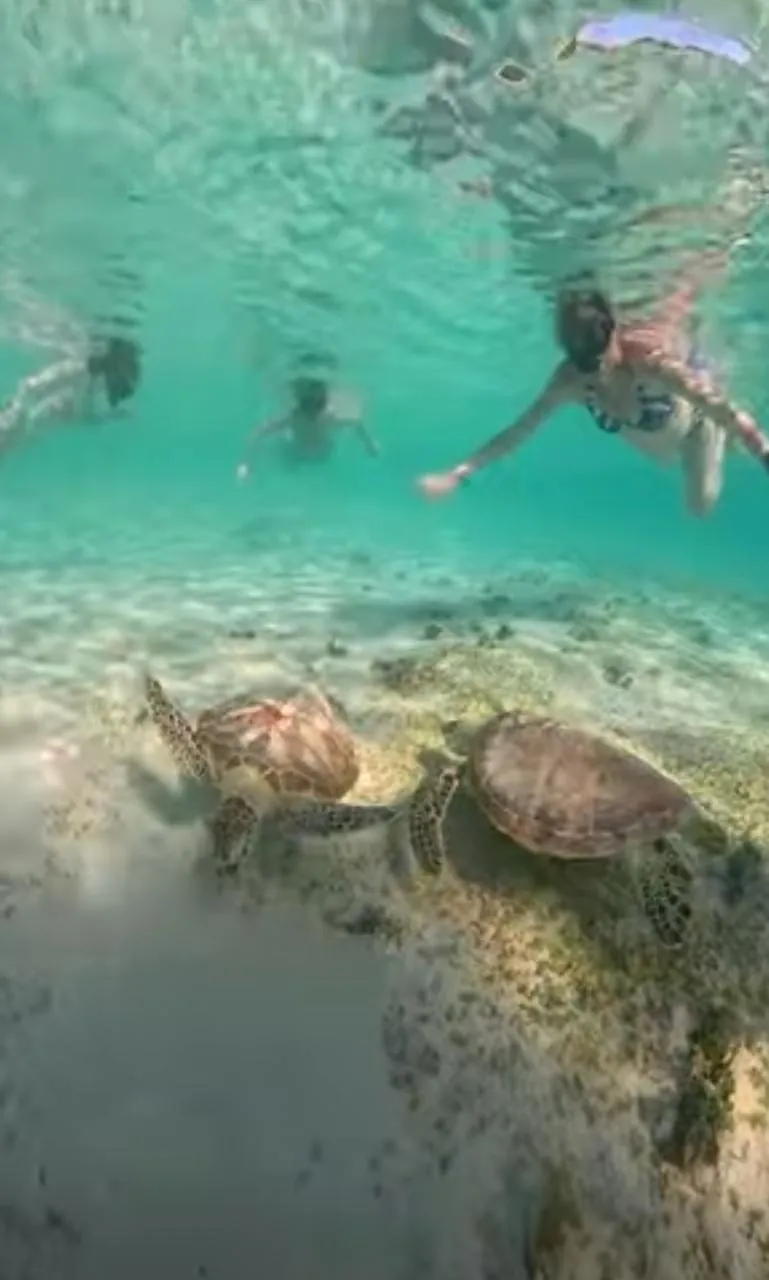 Two sea turtles resting on the sand below a small group of snorkelers off the Gili Islands